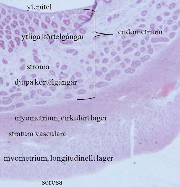 INLEDNING It s the little details that are vital. Little things make big things happen. John Wooden Aldrig är väl detta påstående så sant som inom histologins värld!