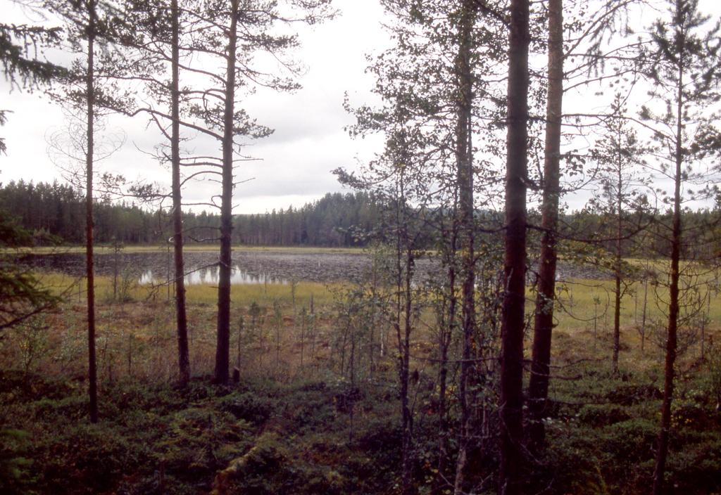 Figur 17. Mossatjärnen från marken. Foto: Robert Lagerbäck. vitmosstorv men där växer också vass och olika halvgräs. Längre ut finns diverse flytbladsväxter.