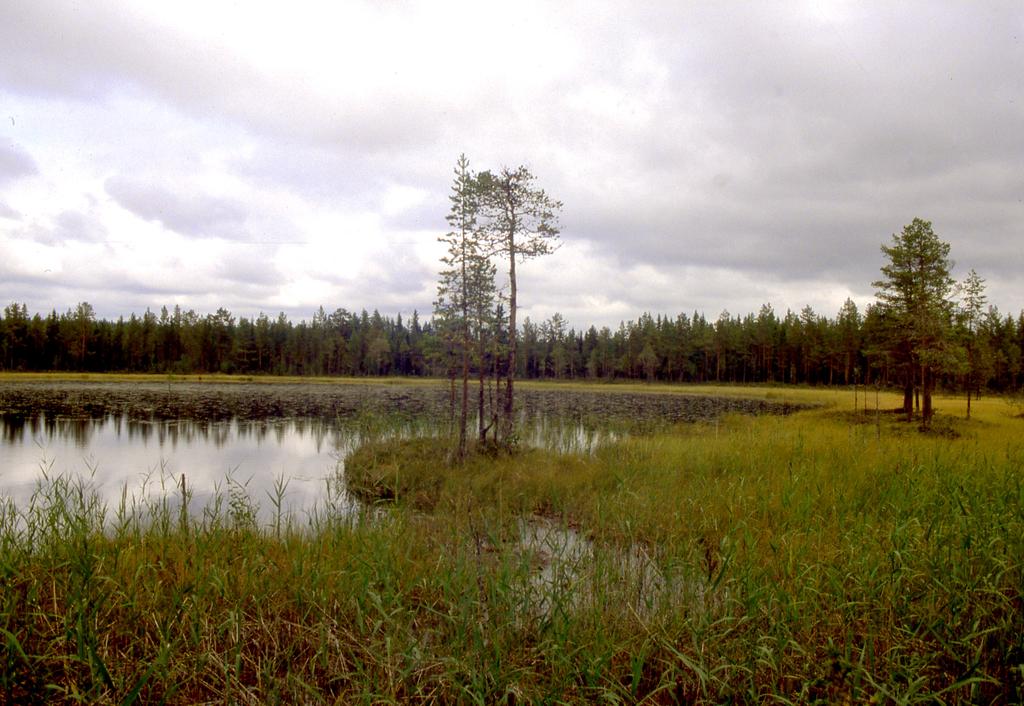 Figur 18. Gamla bäverhyddor bevuxna med tallar i kanten av Mossatjärnen. Foto: Robert Lagerbäck.