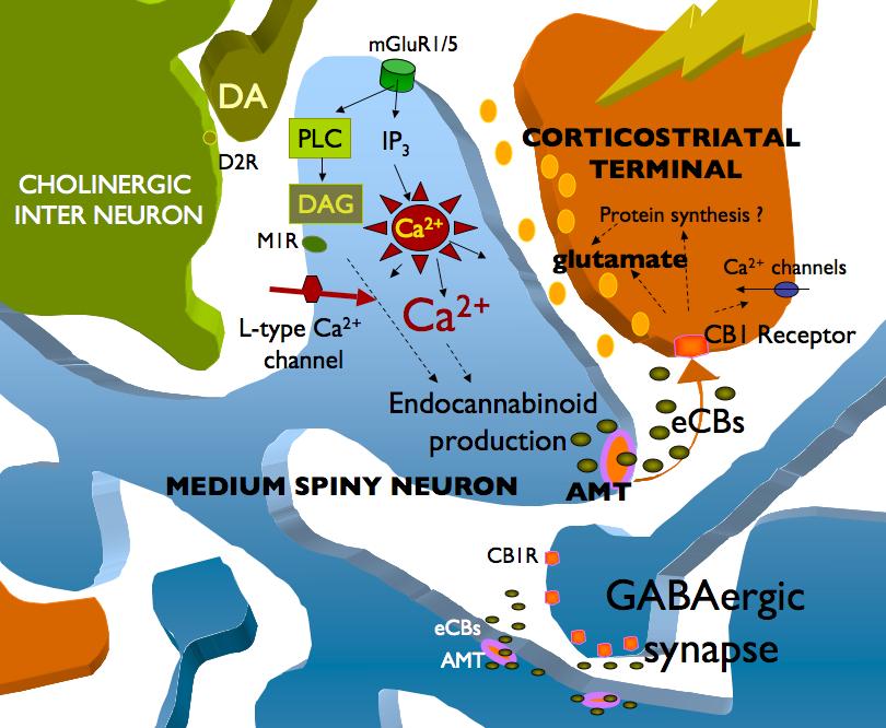 receptorn, och viktig vid synaptisk plasticitet (kopplat till minne och inlärning) Adermark & Lovinger, PNAS, 2007