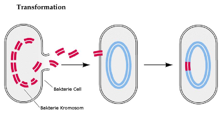 Transformation Transformation: Cell som tar upp DNA från omgivningen.