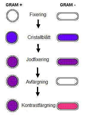 Gram positiv och gram negativ Grampositiva bakterier behåller sin blåvioletta färg, medan gramnegativa låter sig avfärgas och tar upp
