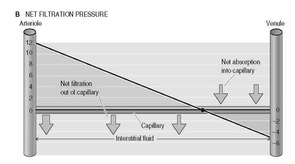 Starling-jämvikten i kapillärerna Kapillärtrycket bestäms av förhållandet mellan pre- och post-kapillär resistans Artärtryck (P A )