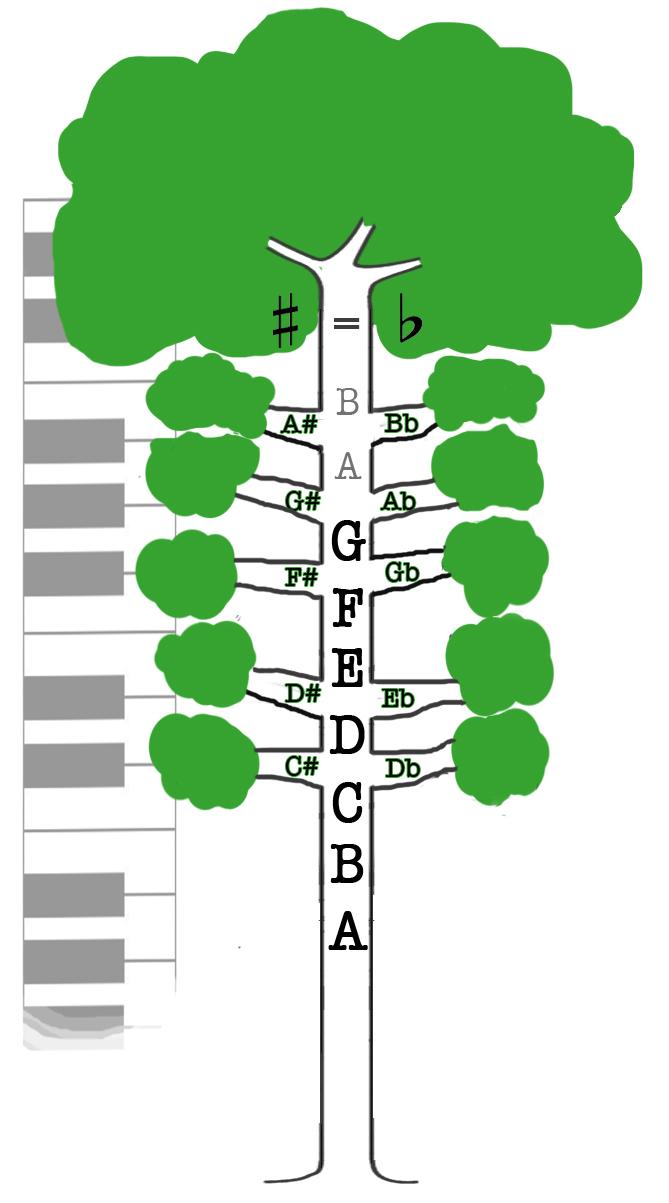 Tonerna: GRUNDERNA I MUSIKTEORI Åk 7 Man använder oftast ett tonsystem som innehåller 12 toner. (trädet) Det är 7 stamtoner som heter A B (H) C D E F G.