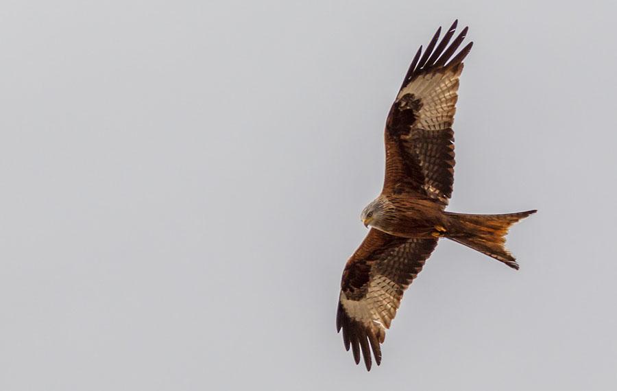 25 Hökörn Aquila fasciata fasciata 1 Casa Rural - BirdCenter 8.5 26 Brun kärrhök Circus aeruginosus aeruginosus 2 Embalse de Almaraz-Arrocampo 8.5 och 1 längs vägen 9.