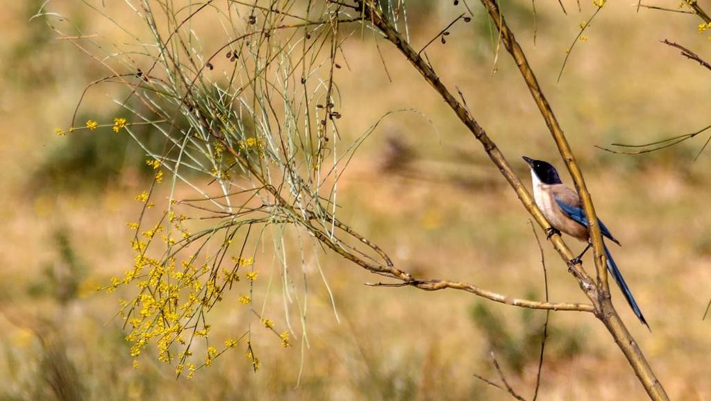 En vacker blåskata. Foto: Göran Forsberg 72 Svartmes Periparus ater vieirae 2 hörda Parador de Gredos Hotel 4.5, tämligen allmän Rio Tormes 5.5, tämligen allmän Parador de Gredos Hotel 5.