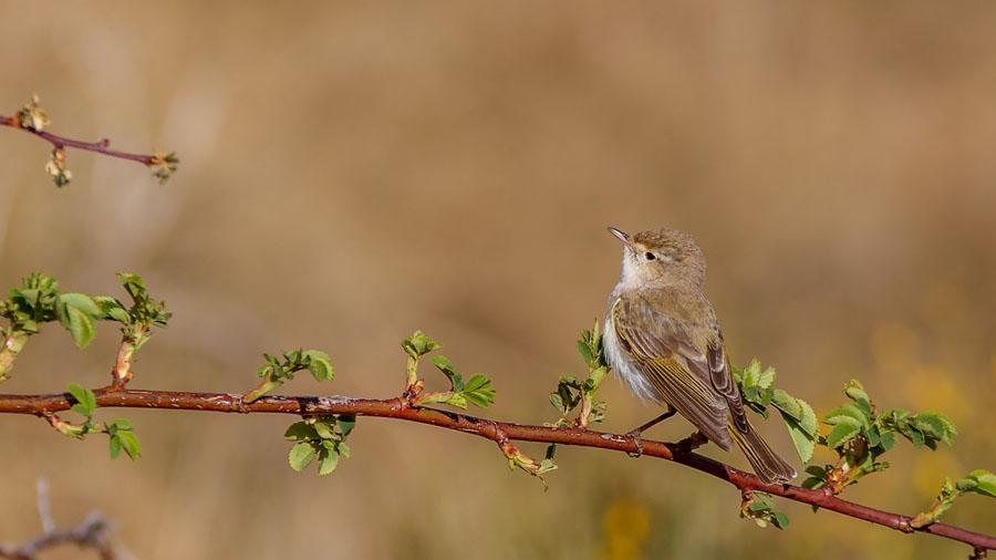 81 Ladusvala Hirundo rustica rustica Tämligen allmän längs vägen 4.5. Observerad 7 dagar totalt 82 Klippsvala Ptyonoprogne rupestris 4 Puerto del Pico 4.5, Tämligen allmän San Martin del Pimpollar 5.