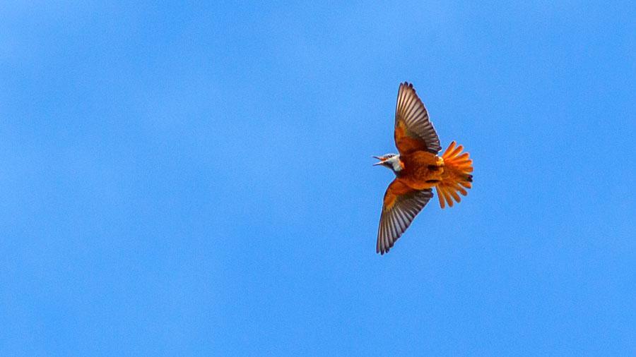 Bland de vackraste spelflykterna stentrast! Foto: Göran Forsberg 117 Svart stenskvätta Oenanthe leucura 1 Rio Tormes 5.5 118 Strömstare Cinclus cinclus 1 La Plataforma 5.