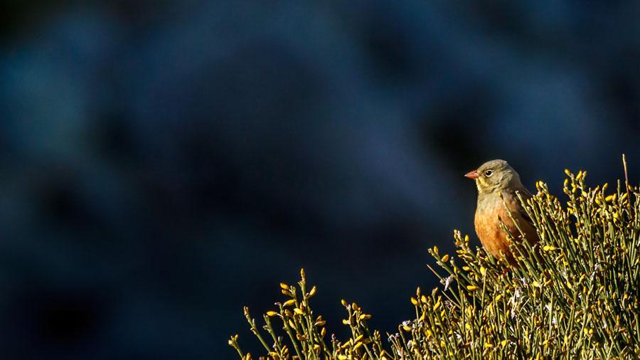 Ortolansparv.