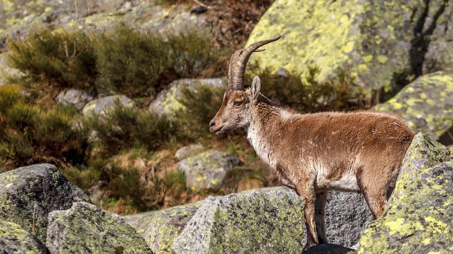 Iberisk stenbock. Foto: Göran Forsberg Däggdjur 1 Iberisk hare Lepus granatensis 1 längs vägen 5.