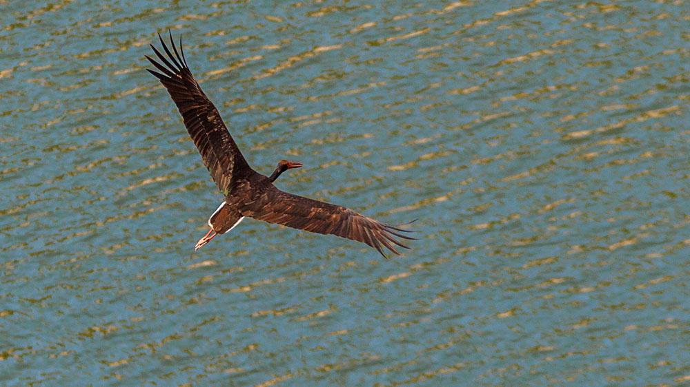 Inte ofta man får se en svart stork ovanifrån! Foto: Göran Forsberg Artlista fåglar 1 Gravand Tadorna tadorna 1 Embalse de Almaraz-Arrocampo 8.