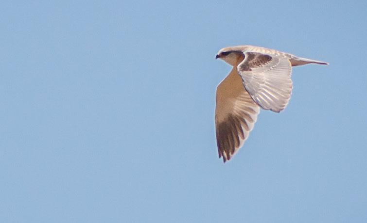 17 Svartvingad glada Elanus caeruleus caeruleus 1 Caceres steppe 7.5 Svartvingad glada. Foto: Göran Forsberg 18 Smutsgam Neophron percnopterus 1 Vulture cliff, Monfrague 6.