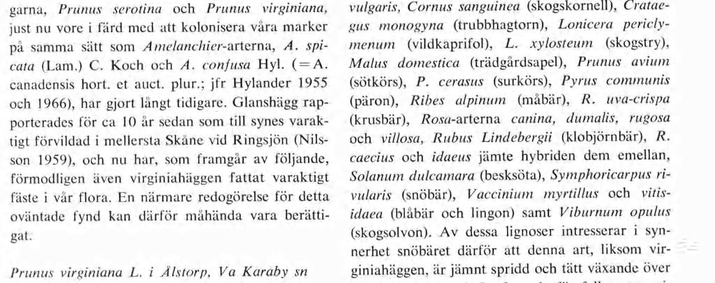 Virginiahägg, Prunus virginiana L., som förvildad i Skåne jämte nya fynd av vildväxande glanshägg, P. serotina Ehrh.