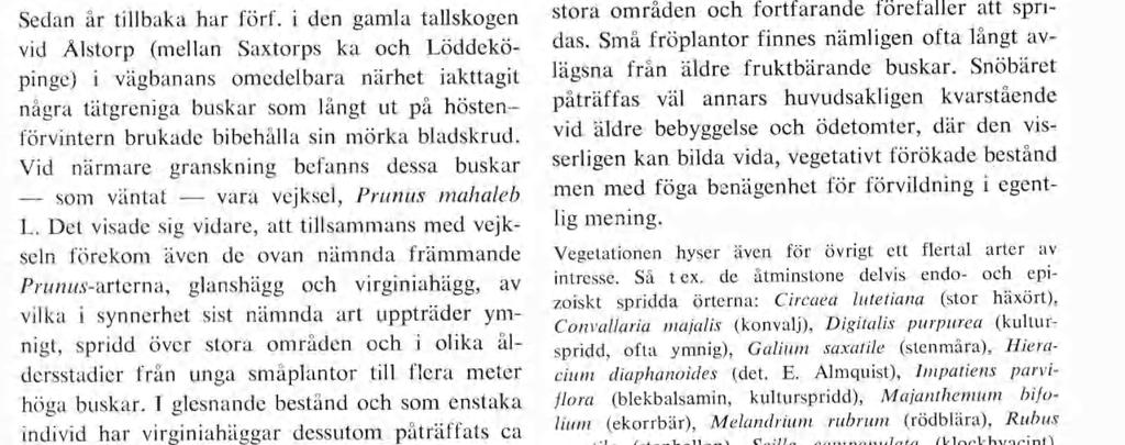 i den gamla tallskogen vid Ålstorp (mellan Saxtorps ka och Löddeköpinge) i vägbanans omedelbara närhet iakttagit några tätgreniga buskar som långt ut på hösten - förvintern brukade bibehålla sin