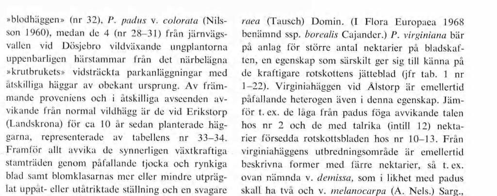 Framför allt avvika de synnerligen växtkraftiga stamträden genom påfallande tjocka och rynkiga blad samt blomklasarnas mer eller mindre utpräg lat uppåt- eller utåtriktade ställning och en svagare