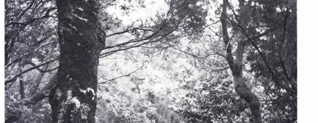 Stigen vid levadan till Balcoës passerar genom en tät moinzonvegetation med dominerande Erica scoparia, E. arborea, Laurus azorica och Vaccinium maderense.