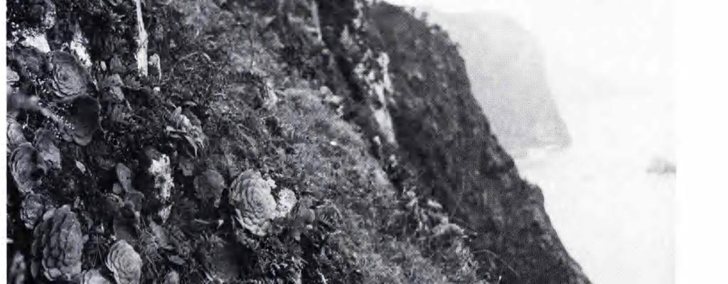 På sydkusten tillkommer ofta buskvegetation av Euphorbia piscatoria och Globularia salicina. Machico, nordkust, 400 m. 12.1.1965. Foto E. Sjögren.