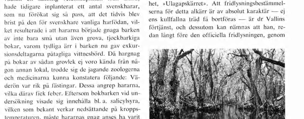 Märk liga kvarlevor från en svunnen tid är även de bada med 150-åriga inskriptioner försedda»stora bokarna», nära 300 år gamla med mer än 3 m omkrets vid brösthöjd och den mäktiga»tusenårseken», nu