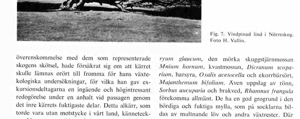 ww r» na, io g * fe* ;, j: raüi 3Su.-.-iî,...- * «-. '" i >,; Fig. 7. Vindpinad lind i Foto H. Vallin. Nörreskog. 8: 1,-sT* föll ' rx m V* ' 1 ; X ' <-Äv'4 t'h rjj 'iùfc M* I îi Í' - ' v.