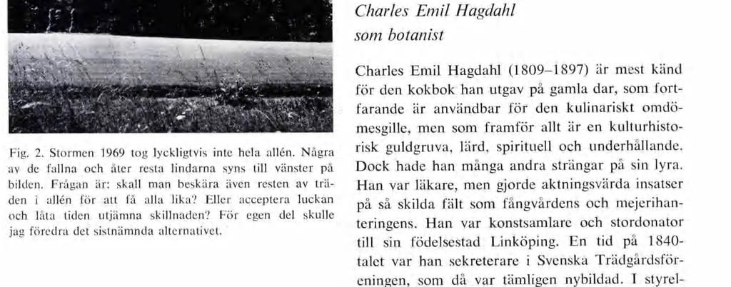 2. Stormen 1969 tog lyckligtvis inte hela allén. Några av de fallna och åter resta lindarna syns till vänster på bilden.