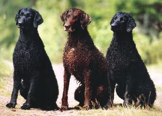 Nanna och den andra är Catharina och Kaj Lindströms Vättlestugans Cupido. Catharina och Kaj föder upp Chesapeake under kennelnamnet Double Coat s.