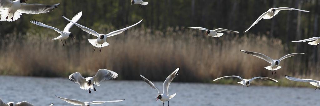 Dvärgmåsen i Hornborgasjön Dvärgmåsar uppträder regelbundet i Hornborgasjön, mestadels under våren. Förekomsten under senare år har redovisats i den långa raden av Hornborga-dokument.