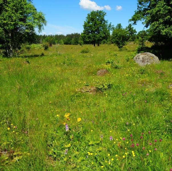 minskat med 50% på tio år Förlusterna fortsätter Kan vi göra