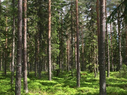 Uppskattat virkesförråd totalt ca 4014 m3sk mestadels ungskog och yngre gallringsskog. Medelbonitet; 5,4 msk/ha/år.