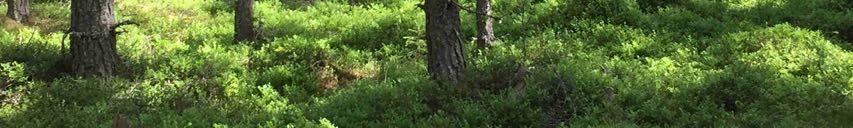 Jakt Skiftena ingår i Skattungby-Torsmo viltvårdsområde om ca 13 477 ha.