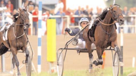 Amber Bros 14,8 1367 Uhrberg Thomas Com Maestro* d7g 67 Adielsson Erik Titan Ås d8g 55 Kihlström Örjan Segrare: hingst 7 år e. Navaki-Vana Lavec. Ägare: Lutfi Kolgjini AB & Falkbolagen AB.