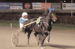 Snabbaste 3-åriga h/v Snabbaste varmblod Svenskfödda Opal Viking var hästen på mångas läppar under hösten efter bland annat en bejublad seger i Breeders Crown.