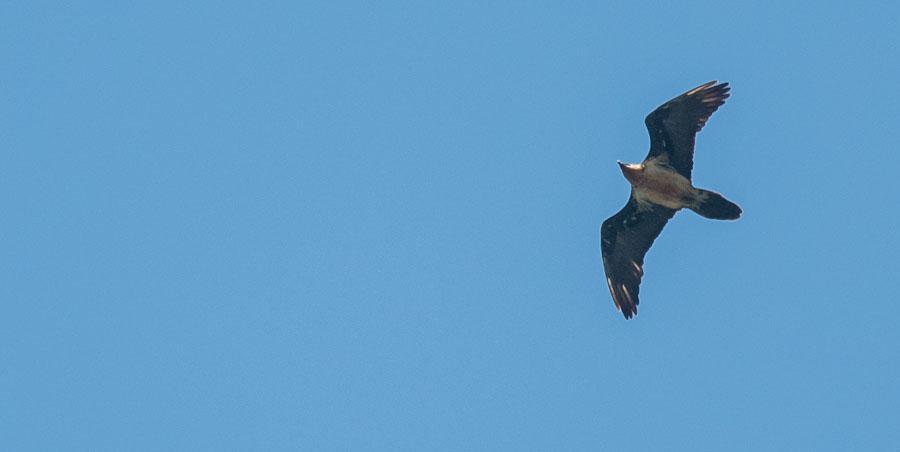 20 Lammgam Gypaetus barbatus barbatus 2 adult Valle de Hecho 25.5 och 2 adult Santa Cilia 26.5 Lammgam i Valle de Hecho.