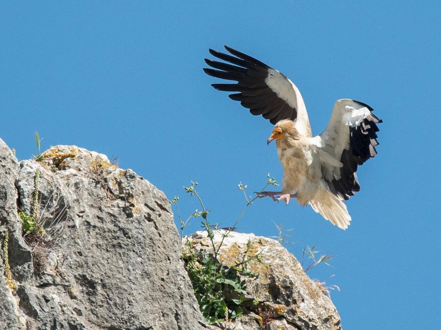 5, 7 Valle de Hecho 25.5 och 2 Montsonis 27.5. Observerad 6 dagar totalt Smutsgam, Montsonis. Foto: Jörgen Hansson 22 Gåsgam Gyps fulvus fulvus 12 Ablitas 21.5, 25 Bardenas Reales de Navarra 21.