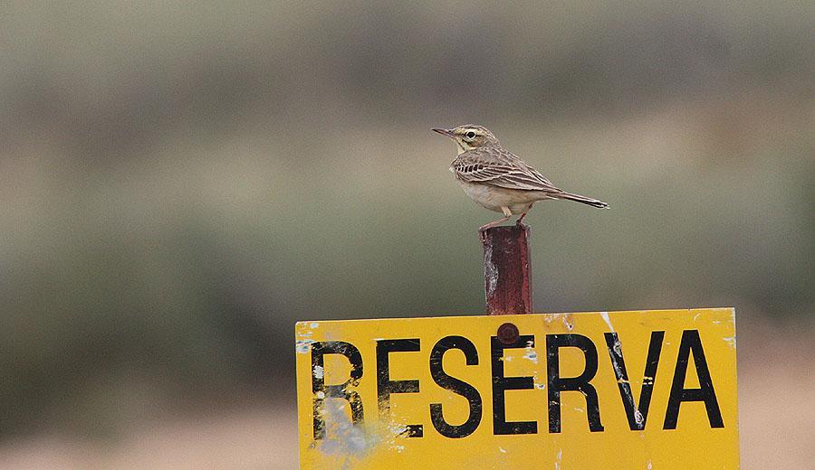 117 Rödhake Erithacus rubecula rubecula 1 Olite 22.5, 5 hörda Valle del Roncal 24.5 och 7 Valle de Hecho 25.5 118 Sydnäktergal Luscinia megarhynchos megarhynchos 2 hörda längs vägen 21.