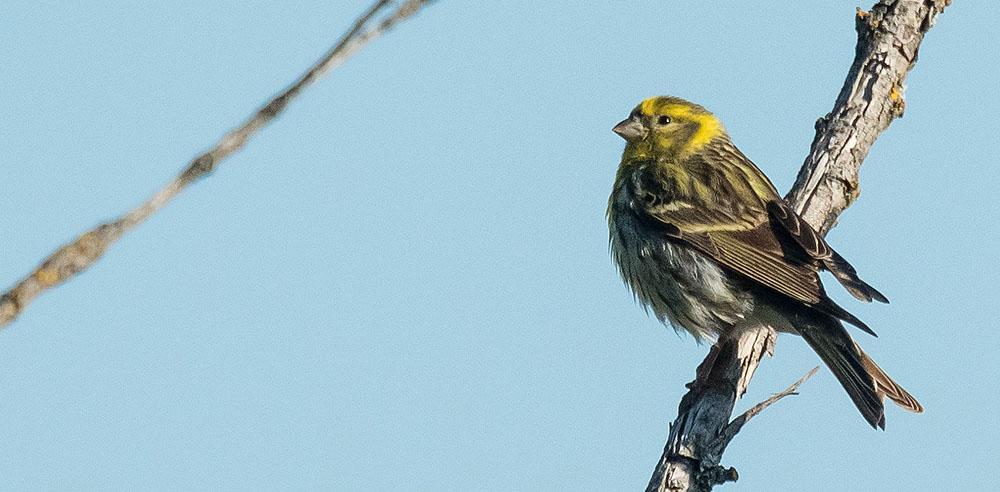 Gulhämpling. Vanlig under resan. Foto: Jörgen Hansson medan den andra var omärkt (än så länge). Det var stora mängder turk- och ringduvor på fälten, förmodligen lockade de oskördade ärtorna.