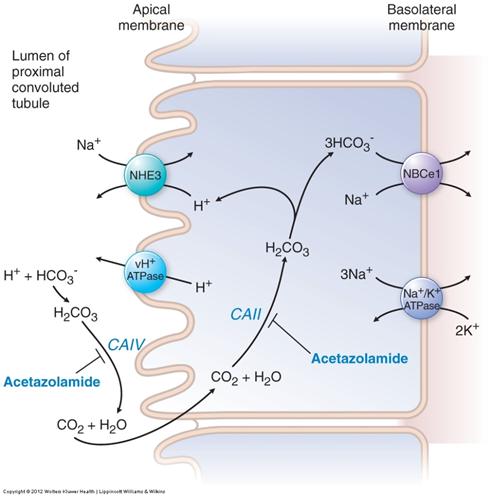 (PCT) Carbonic