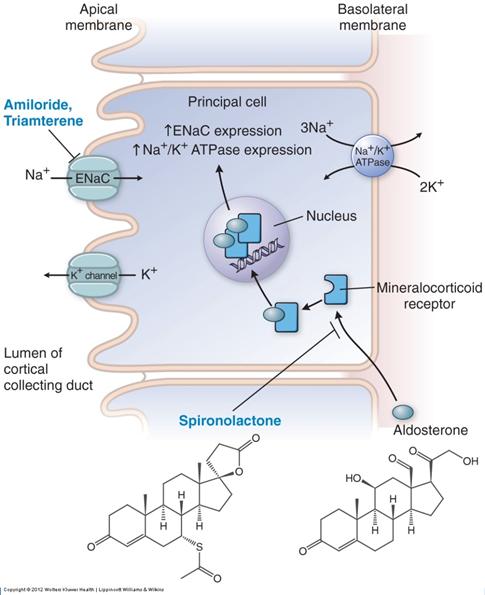 ew Drugs Cl 2 2 S S Azosemide Cl C 2 S 2 C Piretanide 2 S 2