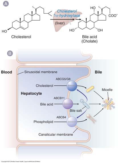 The conversion of cholesterol Mechanism of action of mevastatin and lovastatin 3 C 3 C 3 C C 3 R Inactive prodrug C 2 MG CoA Reductase S-CoA 3,5-dihydroxy acid in vivo hydrolysis
