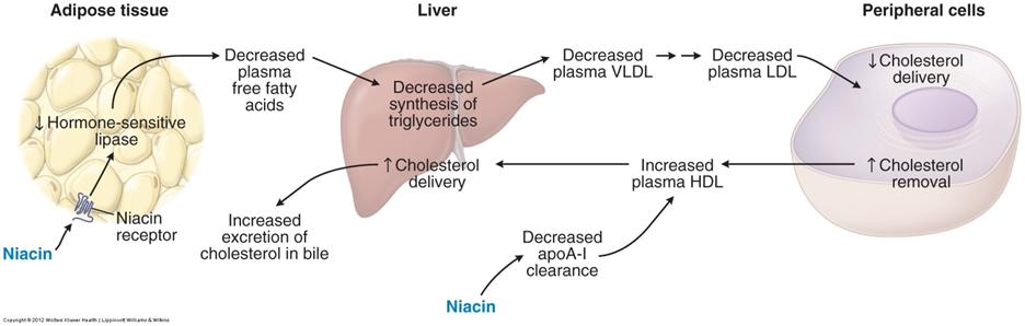 icotinic acid Mechanisms of nicotinic