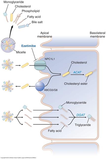 Ezetimibe, a cholesterol absorption inhibitors Alipogene tiparvovec Alipogene