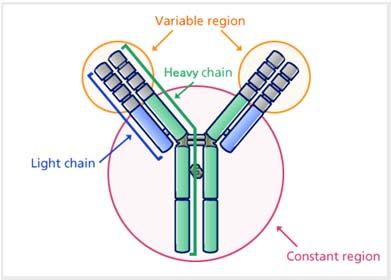 Evolocumab uman monoclonal antibody. Evolocumab is designed to bind to PCSK9 and inhibit PCSK9 from binding to LDL receptors on the liver surface.