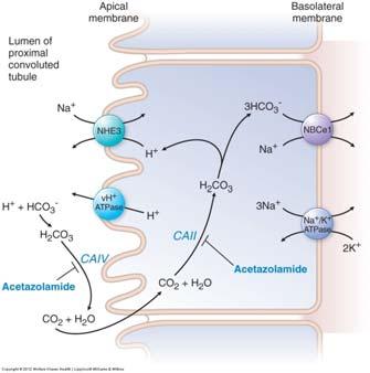 Carbonic Anhydrase Inhibitors Site 1