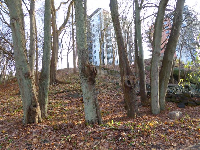 Ask Fraxinus excelsior rödlistad (EN) Skogslind Tilia cordata - signalart Naturvärdesklass: 3 påtagligt naturvärde Lindberså i objekt 3. Objekt 3.