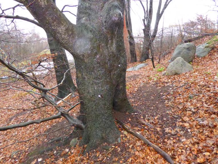 Natura 2000-naturtyp: - Naturvårdsarter: Kantarellmussling Plicaturopsis crispa - signalart Naturvärdesklass: 3 påtagligt naturvärde Grov, ihålig bok i objekt 7. 8.