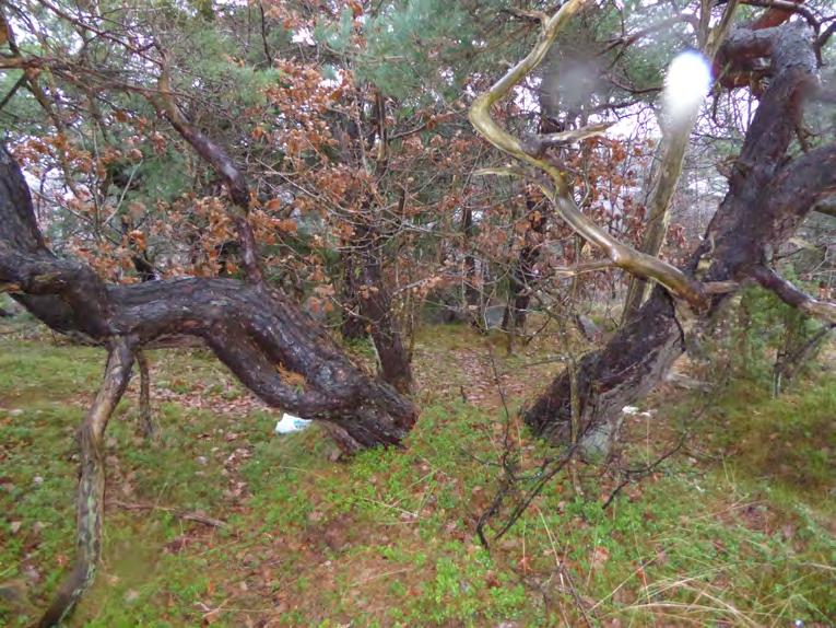 stupar hällmarken förhållandevis brant nedåt. Objektet fortsätter söderut, utanför undersökningsområdet.