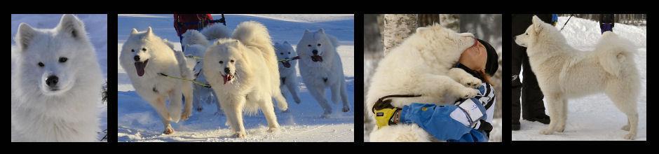 INBJUDAN TILL Samojedernas vintersamling 2018 Vid Ore camping i Furudal http://sphk.se/samojed/ http://www.sphksamojedfurudal.n.nu Världens största vintersamling för Samojedhundar och deras ägare.