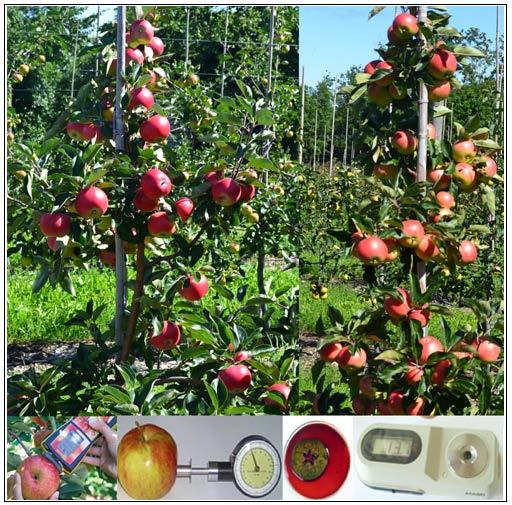 Fakulteten för landskapsarkitektur, trädgårds- och växtproduktionsvetenskap Bestämning av optimal skördetidpunkt och lagringspotential för äpple med DAmeter Determination of