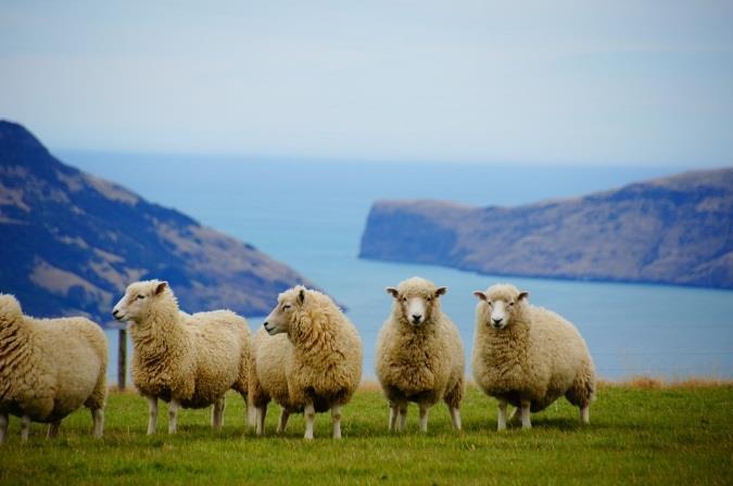 Språk: Engelska, maori,