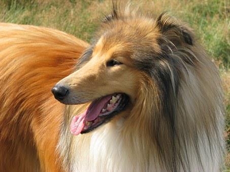 J djur Djur Maria Namn: Collie Vetenskapligt namn: Canidae Familj: Hund, vallhund Längd: Mankhöjd 51-61 centimeter Vikt: 18-30 kilogram Äter: Hundmat och hundgodis Lever hur många år: 13 eller 14 år