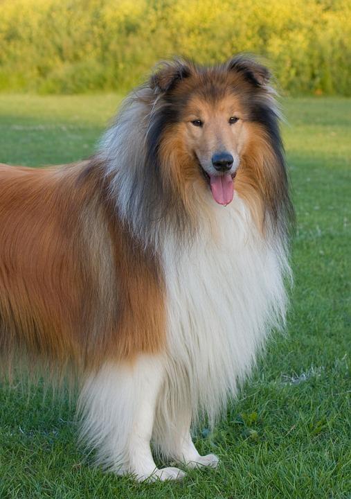 Lassie är en ovanligt intelligent collietik som utför hjältedåd. Den första filmen om Lassie, Lassie på äventyr, kom ut 1943.